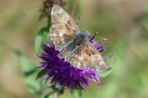 Carcharodus floccifera